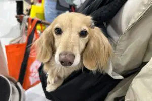 sirabee20260403interpets3