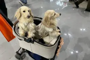 sirabee20260403interpets4