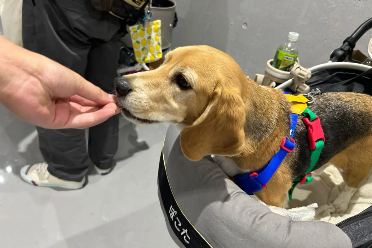 sirabee20260403interpets5