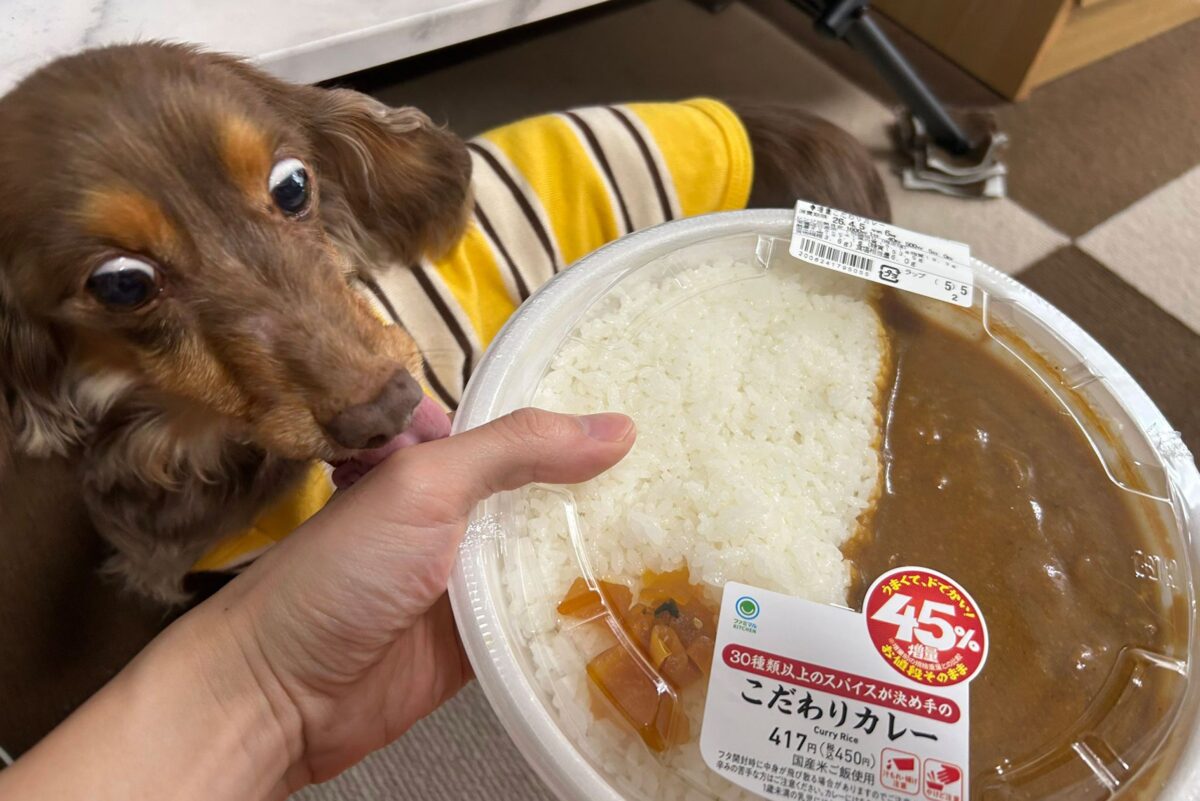 ファミマの増量カレーとちるくん