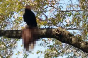 春に凶暴化するカラスの“ホラーな光景”に思わず二度見…　『DayDay』では対策を紹介