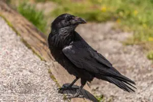 sirabee20260409karasu