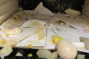 ゆで卵を温めた電子レンジが爆発、恐ろしい破壊力にゾッとした　家電のプロは「殻を剥いても危険」と指摘