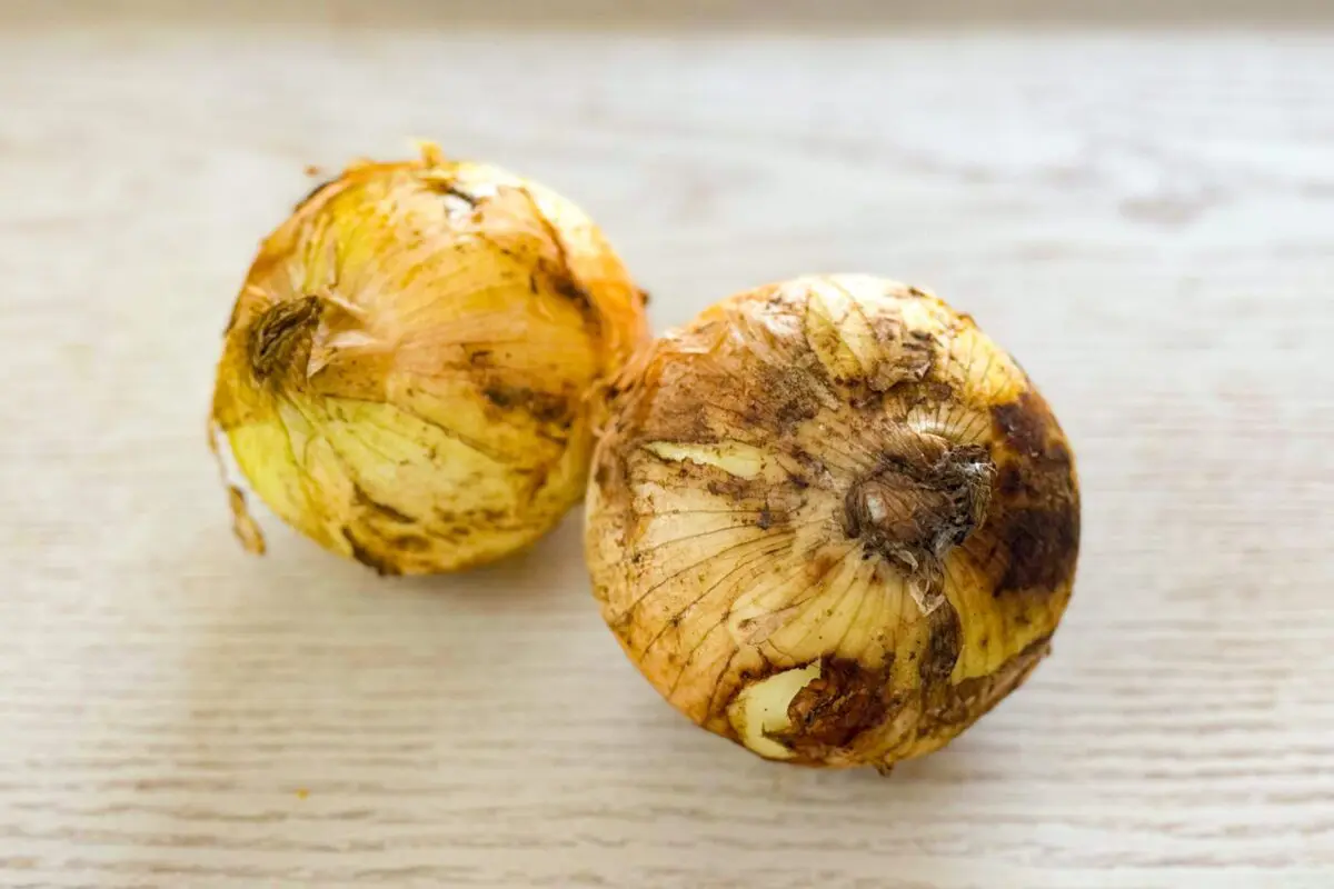 sirabee20260417shintamanegi1