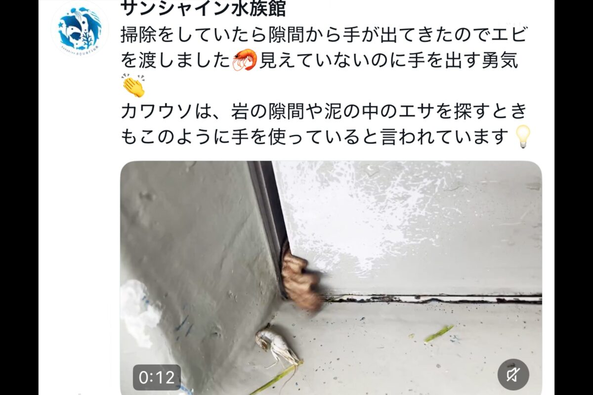 サンシャイン水族館X
