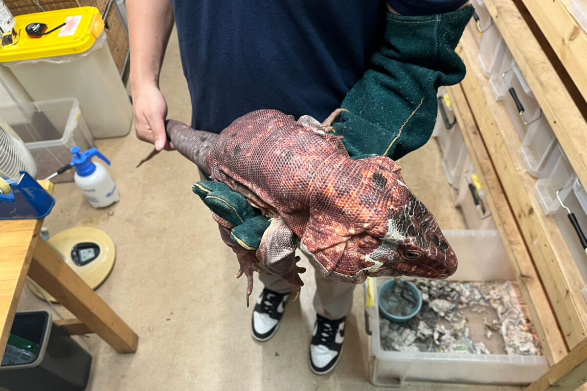 保護されたレッドテグー