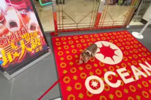 パチスロ店前から絶対動かない犬、意志が強すぎると話題　「前世で打ってた？」と驚きの声も…