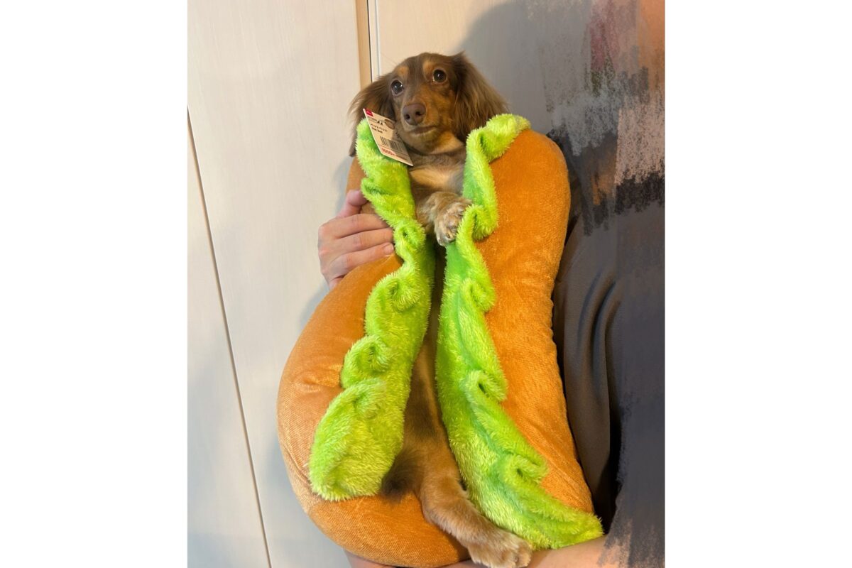 ホットドッグむぎちゃん