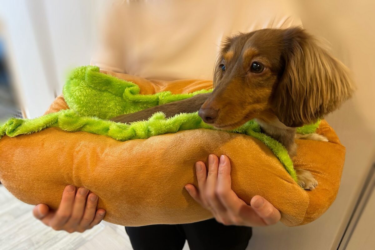 ホットドッグむぎちゃん