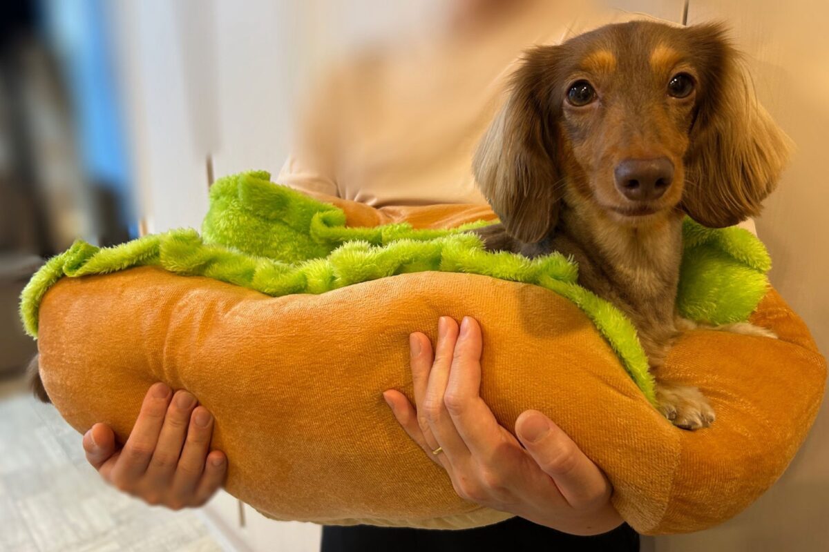 ホットドッグむぎちゃん