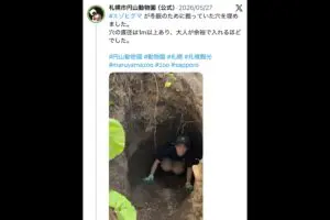札幌の動物園が公開、ヒグマが冬眠で掘った“穴の大きさ”に衝撃　「大人が余裕で入れるほど」