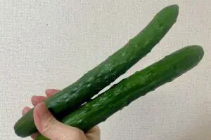 sirabee20260611cucumber8