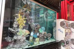 sirabee20260630donki2