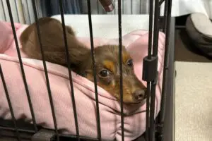 犬が入るカゴの名前、4割の人が勘違いしていた アイリスオーヤマは「ペットにとって重要な存在」と説明