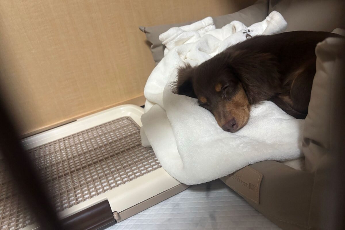 ケージで眠るミロくん