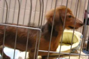 sirabee20260702cage13