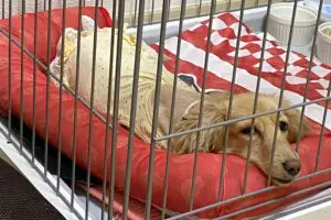 sirabee20260702cage14