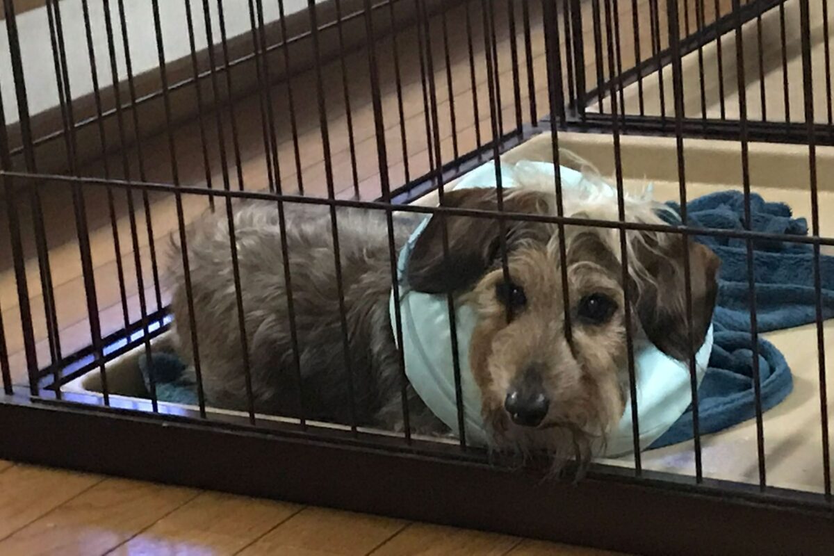 ケージから鼻がはみ出てるココアちゃん