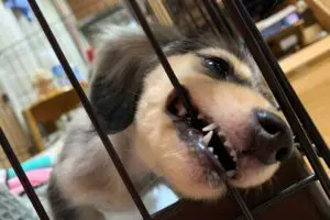 sirabee20260702cage16