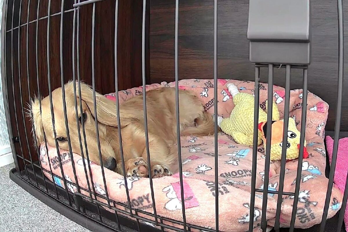 お利口にお留守番する桜ちゃん