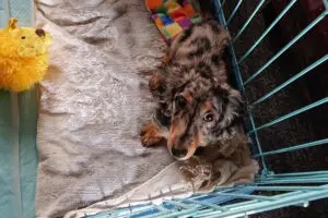 sirabee20260702cage9