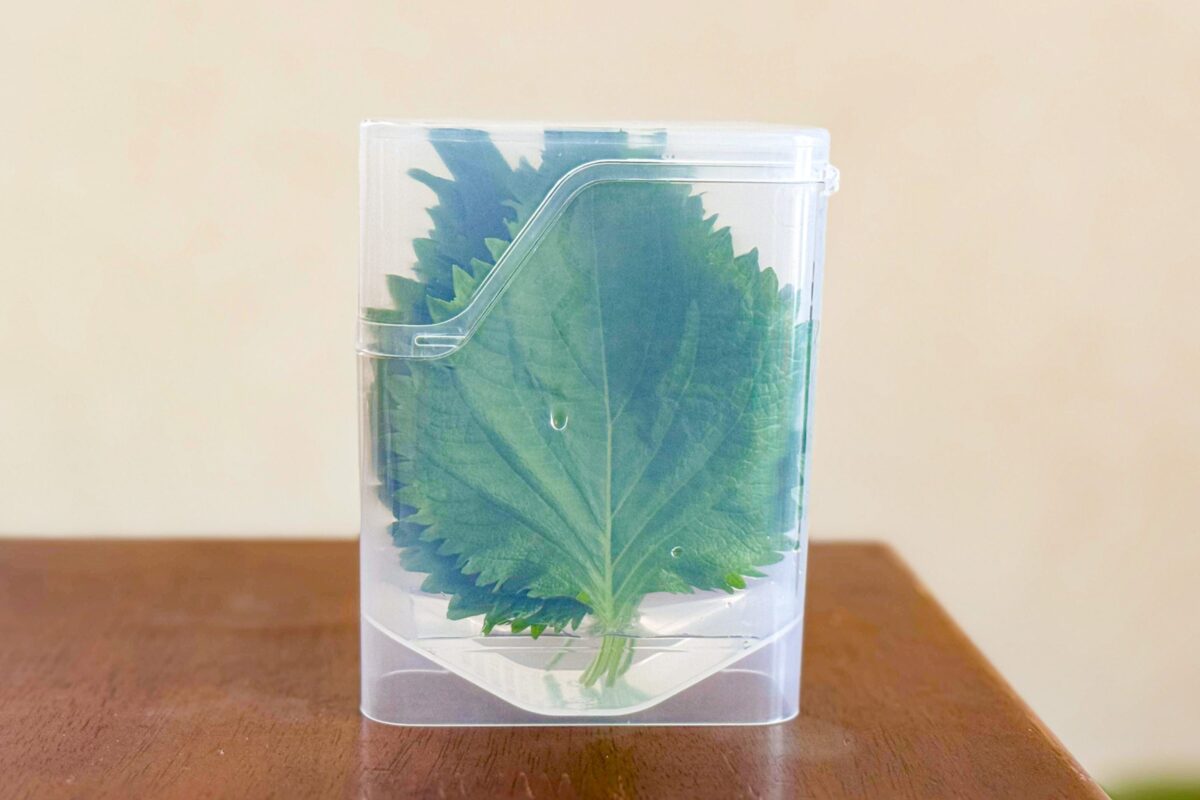 大葉の保存術