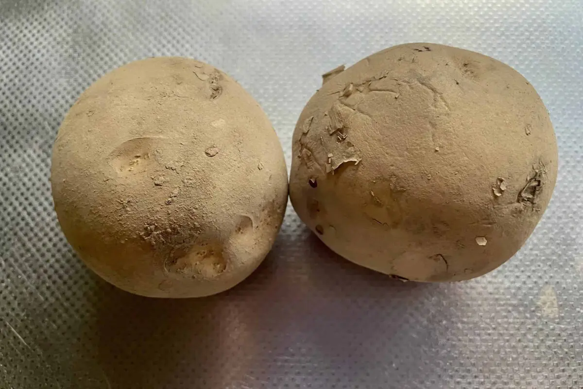 sirabee20260811potato1