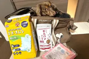 食いしん坊の愛犬、防災食を与えたら予想外の行動に…　獣医は「普段のペットフード」準備を推奨