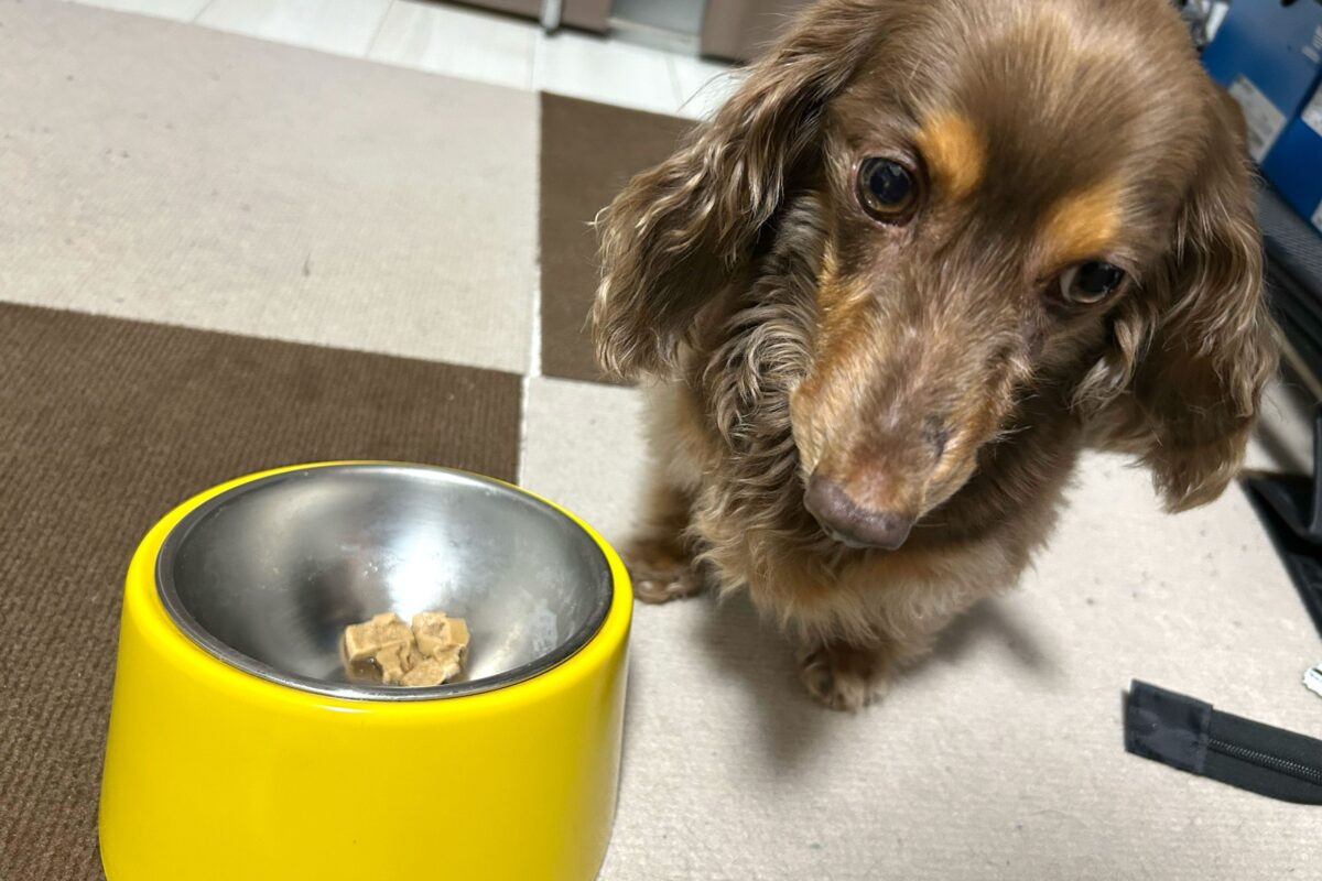 愛犬と防災グッズ