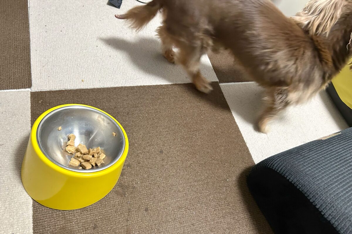 愛犬と防災グッズ