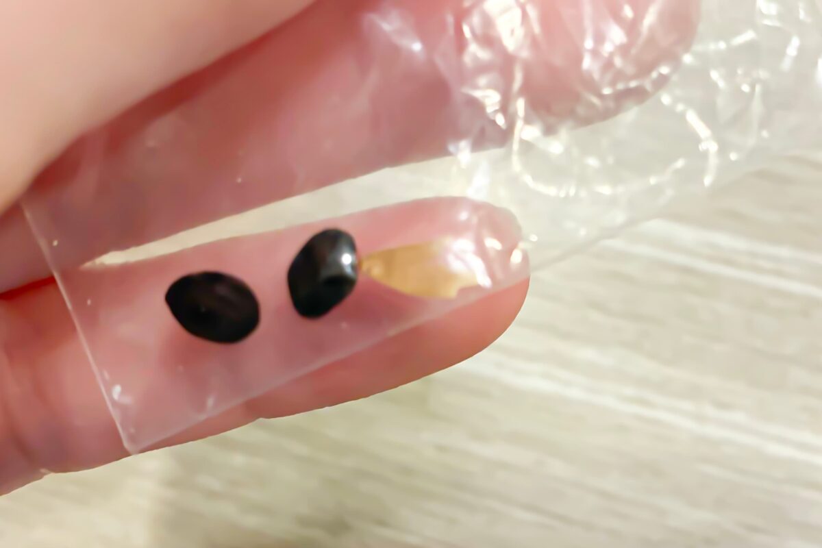 アサガオの種
