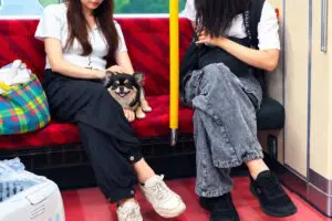 電車内で犬を出して座る女性、腰かけた場所が「あり得ない」と二重で炎上　JR東日本に見解を聞いた