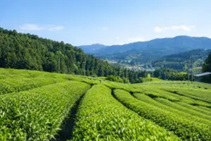世界的な抹茶ブーム、その裏で煎茶畑が減少? 「来年は煎茶」が難しい理由