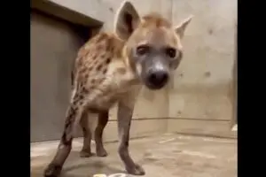 【閲覧注意】千葉市動物公園、ハイエナの誕生日祝うも「猟奇的すぎる」と波紋　「鶏の生首…」「ホラー」