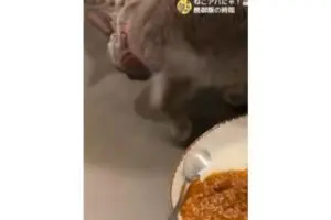 飼い主のカレーを「オソマ」認定した愛猫　予想外なルーティンが「面白すぎる」と話題に