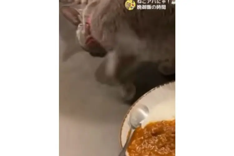 sirabee20261015nekochan4