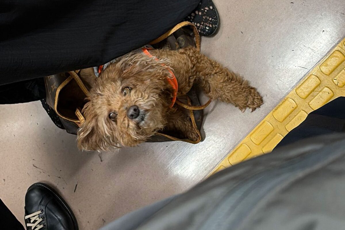 電車内に犬