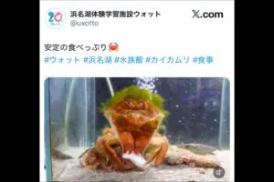“まるで人間”のような形相のカニが話題 必死すぎる様子に「呼吸ができなくなるほど笑った」