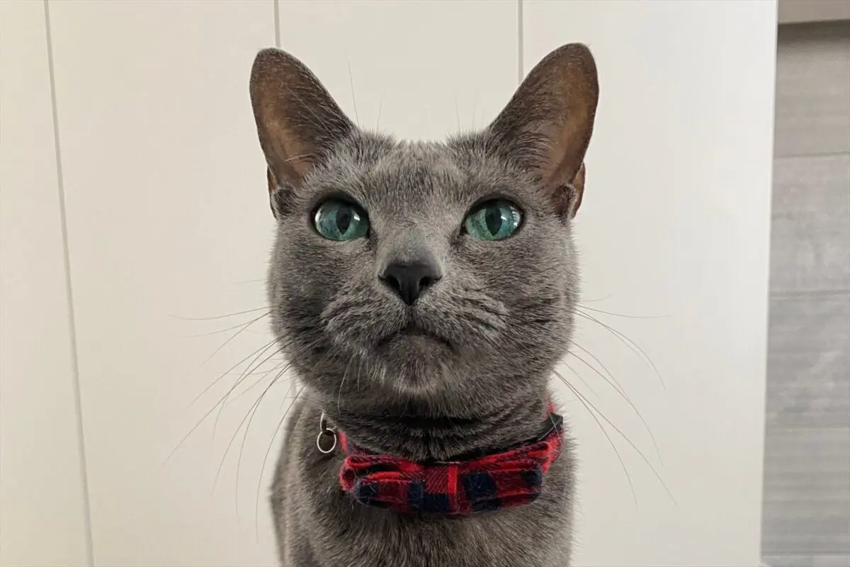 sirabee20261029nekochan001