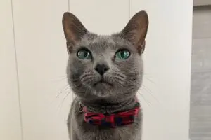 sirabee20261029nekochan001